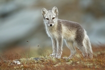 An Arctic Fox Vulpes lagopus in Norway 