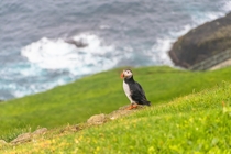 An Atlantic Puffin resting on the cliffs of Mykines in Faroe Islands  