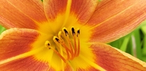 An beautiful Lilium bulbiferum Orange Lily 