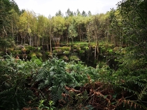 An eerie secluded pond in Delemere forest England   x 