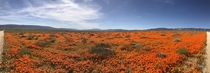 An Endless Sea of Orange Rosamond California 