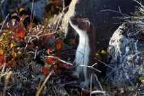 An ermine emerges from its den to greet the arctic sun