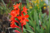 An excellent new strain of Watsonia marlothii hardy and evergreen in the UK but not winter flowering 