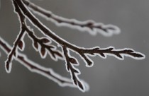 An ice crusted branch of a tree appears to glow in the daylight after an icy rain in Moscow Russia 
