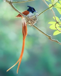 An Indian Paradise Flycatcher