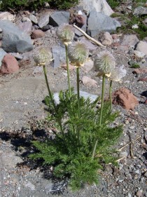 An interesting plant I found on the Southern Face of Mt Shasta California at approximately Ft elevation in  