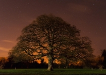 An Oak Tree standing bare in Kilbroney Forest Park  Ireland On this bitter winter night 