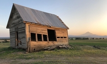 An old shed and Mt Hood last night at golden hour