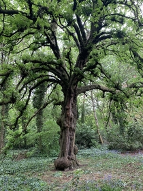 An old tree in a wooded area near me in Yorkshire with some bluebells too 