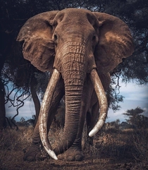 An old warrior A big tusker bull elephant in Kruger national park