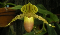 An orchid seen at Krohn Conservatory in Cincinnati OH 