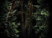 An Oregon forest  qa_filmroll