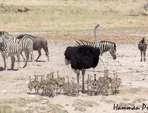 An ostrich with its baby chicks Etosha National Park Namibia