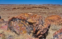 An unexpected color palette in this petrified log at Petrified Forest National Park 