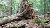 An uprooted tree in Cook Forest State Park Pennsylvania OC 
