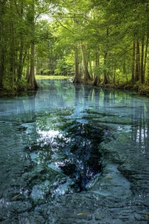 Ancient amp Ethereal Florida Little Devil Spring Ginnie Springs System High Springs FL 