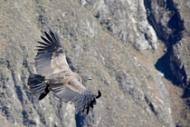 Andean Condor in Colca Canyon Peru