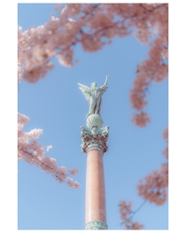 Angel under cherry blossom in Copenhagen