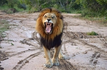 Angry lion Panthera leo 