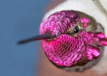 Annas hummingbird Calypte anna British Columbia  x