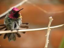 Annas Hummingbird Calypte anna stretching his tail feathers 