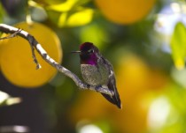 Annas Hummingbird in an orange tree 