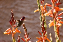 Annas Hummingbird navigating though some Blue Elf Aloe blooms