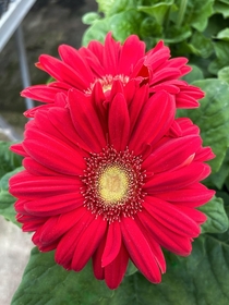 Another beauty Gerber Daisies