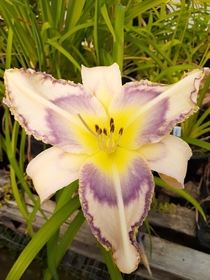 Another day lily that I dont have a name for