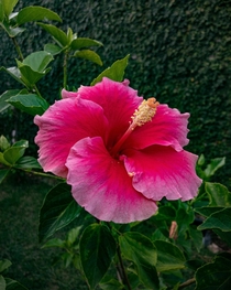 Another hibiscus 