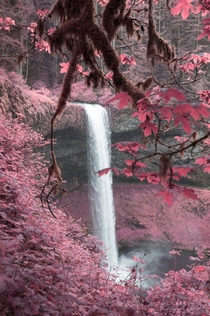 Another infrared photo Silver Falls Oregon OC x