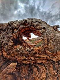 Another one from Red Reef trail in Utah Dead tree with a window  hopefully this pleases the saturation gods Tried to go less than the last picture