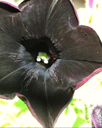 Another one of my black cat petunia 