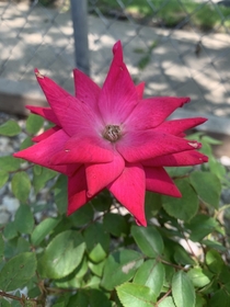 Another one of my grandmas blooms 