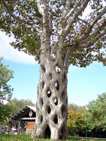 Another weird tree 