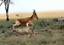 Antelope Serengeti National Park Tanzania Photo credit to Joel Herzog