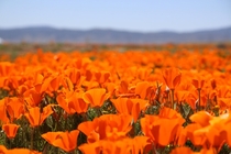 Antelope Valley CA Super Bloom 