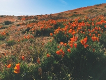 Antelope Valley California Poppy Reserve 