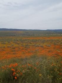 Antelope Valley California Poppy Reserve in April  Near the End of Blooming Season 