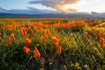 Antelope Valley Poppy Reserve Full bloom  