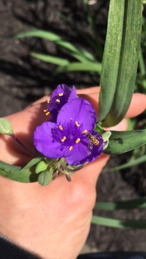 Anyone else think spiderwort is underrated Midwest 