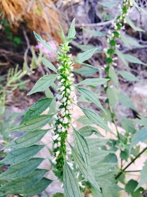 Anyone know what this plant seen on -- on the Mesa trail in Boulder is  Probably not native to Colorado 