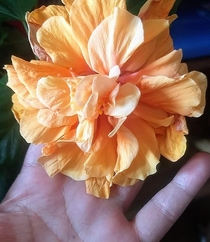 Anyone knows why my hibiscus has produced so many petals In any case its gorgeous 