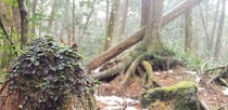 Aokigahara Suicide Forest Japan 
