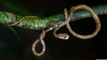 Aplopeltura Boa the Blunthead Slug Snake