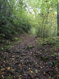 Appalachian Trail In Tennessee 