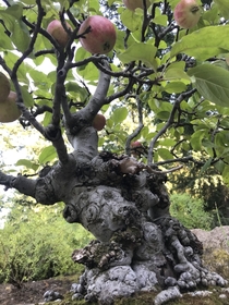 Apple tree Japanese Gardens Oregon x 