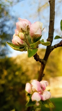 Apple trees are blooming -