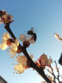 Apricot blossom in the spring Prunus armeniaca
