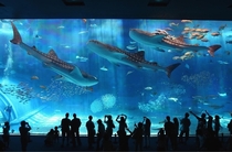 Aquarium in Okinawa 